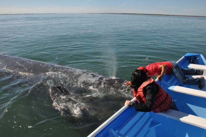 Баха Калифорния . Февраль 2014 г