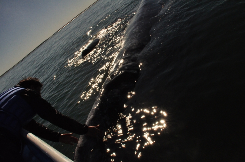 Баха Калифорния . Февраль 2014 г