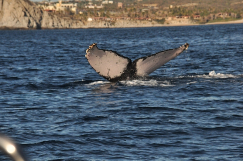 Баха Калифорния . Февраль 2014 г