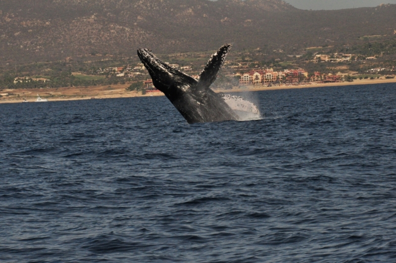 Баха Калифорния . Февраль 2014 г