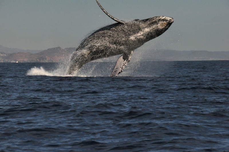 Баха Калифорния . Февраль 2014 г