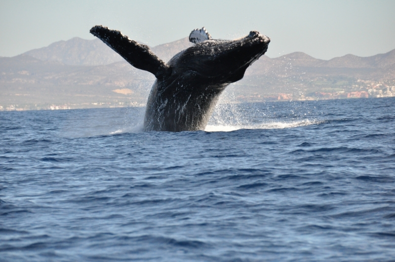 Баха Калифорния . Февраль 2014 г