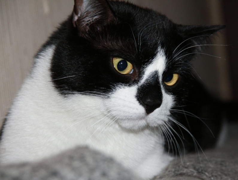 поговорим о кошках