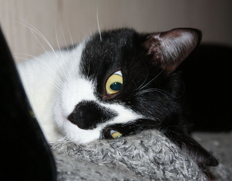 поговорим о кошках