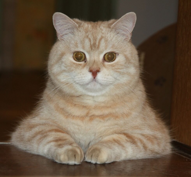 поговорим о кошках