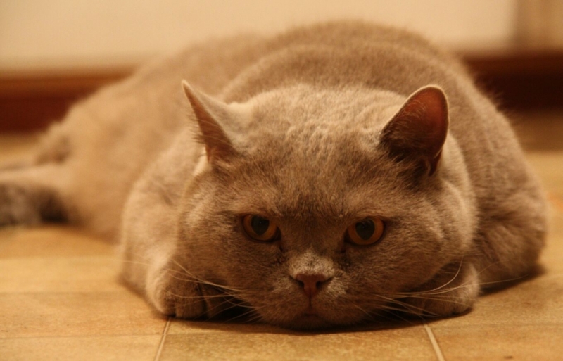 поговорим о кошках