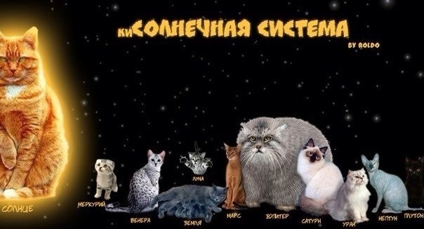 поговорим о кошках