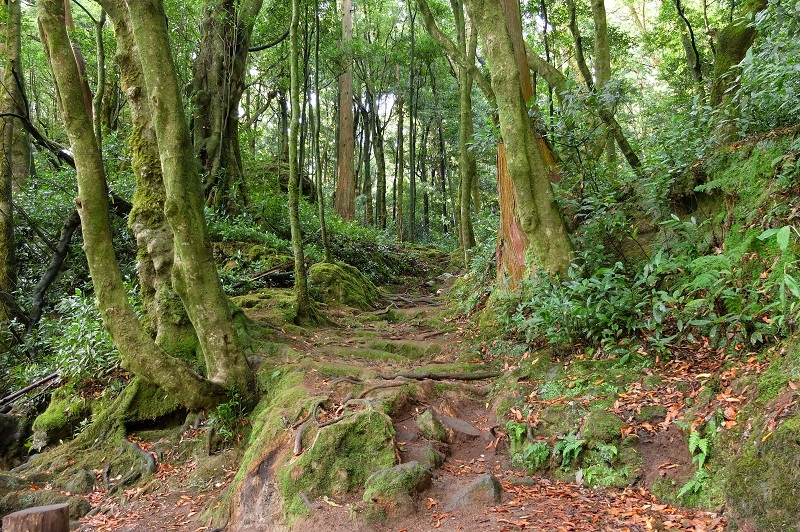 Азорские острова. Сан-Мигель.