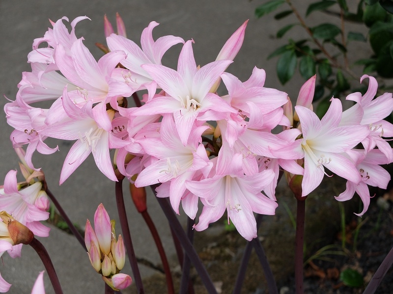 Азорские острова. Сан-Мигель.