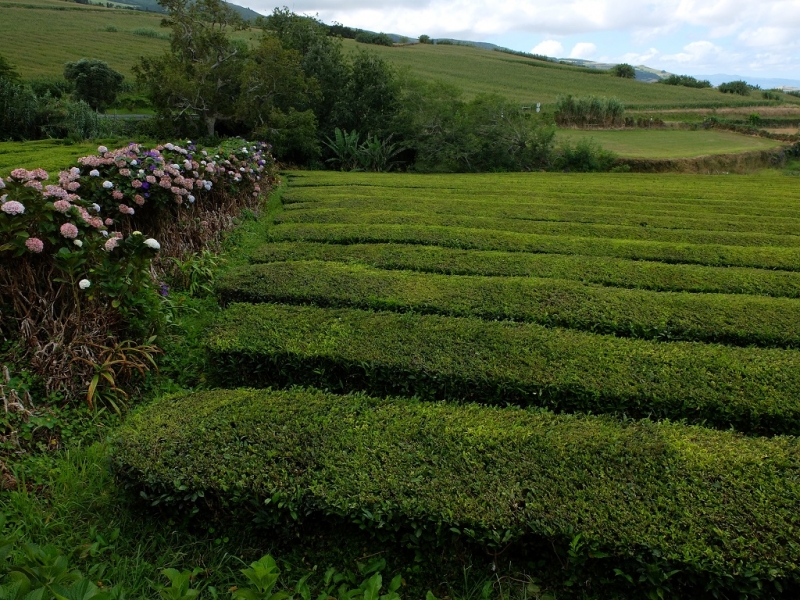Азорские острова. Сан-Мигель.