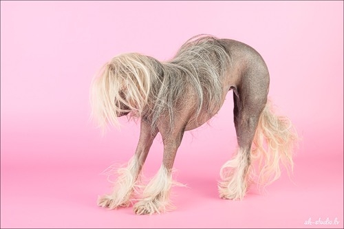 поговорим о кошках