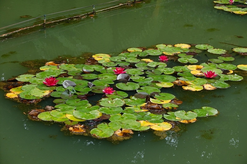 Азорские острова. Сан-Мигель.