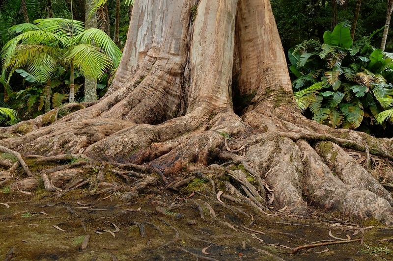 Азорские острова. Сан-Мигель.
