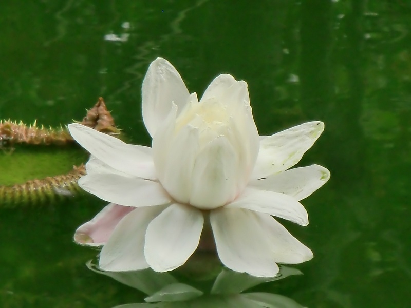 Азорские острова. Сан-Мигель.