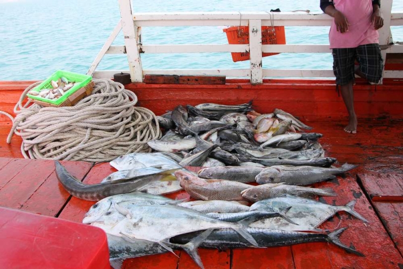 Немного о рыбалке в Паттайе.