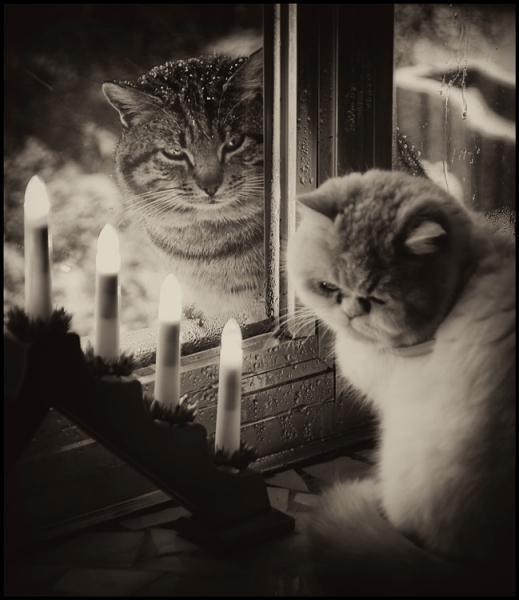 поговорим о кошках