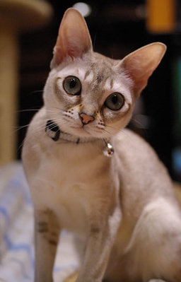 поговорим о кошках