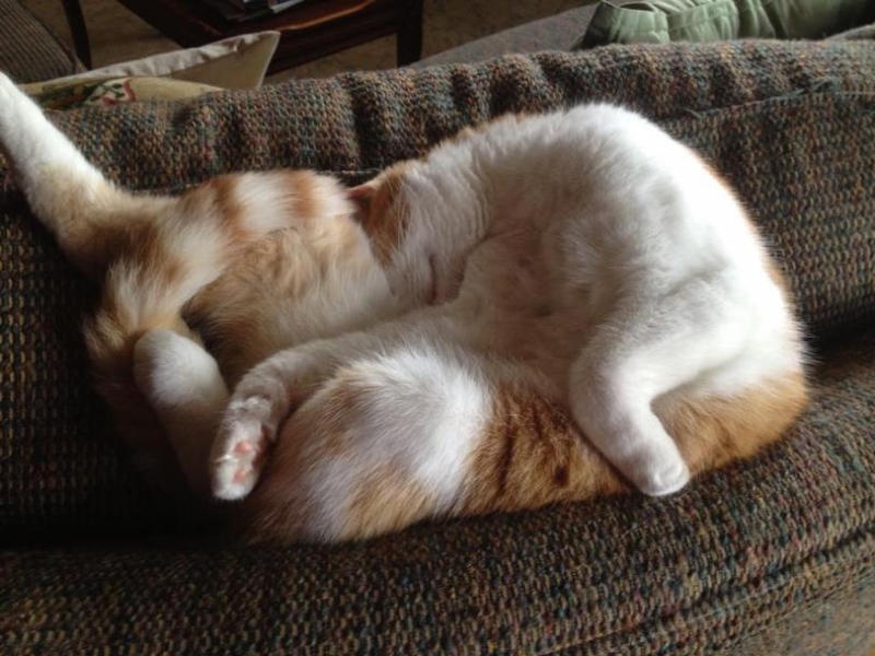 поговорим о кошках