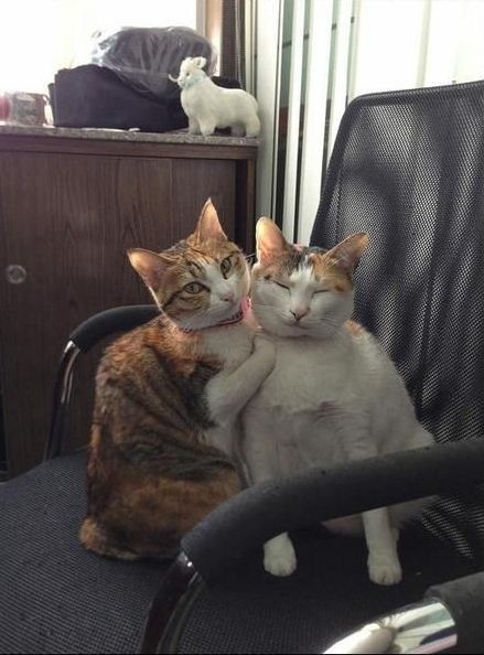 поговорим о кошках