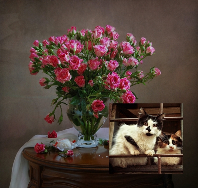 поговорим о кошках