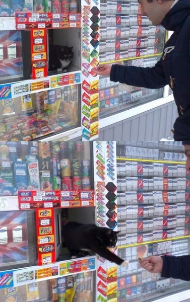 поговорим о кошках