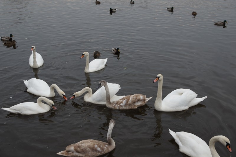 Автопутешествие сахалинцев: Москва-Беларусь-Польша-Чехия-Австрия и обратно.Дек '13-янв '14