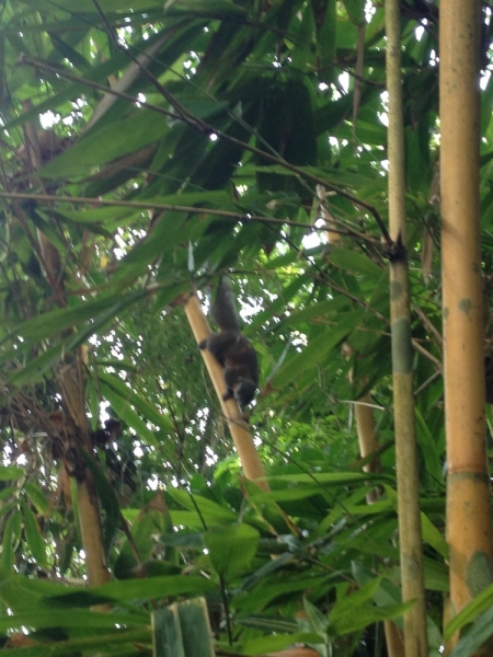 Ко Чанг. Чёрные белки?