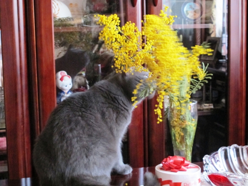 поговорим о кошках