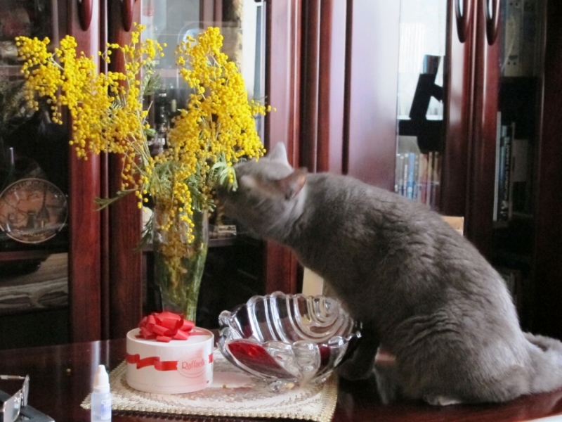 поговорим о кошках