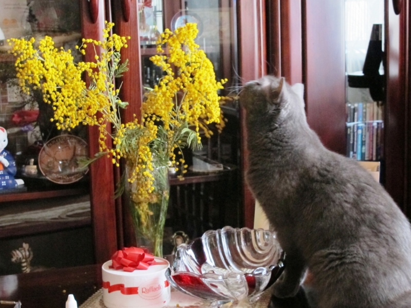 поговорим о кошках