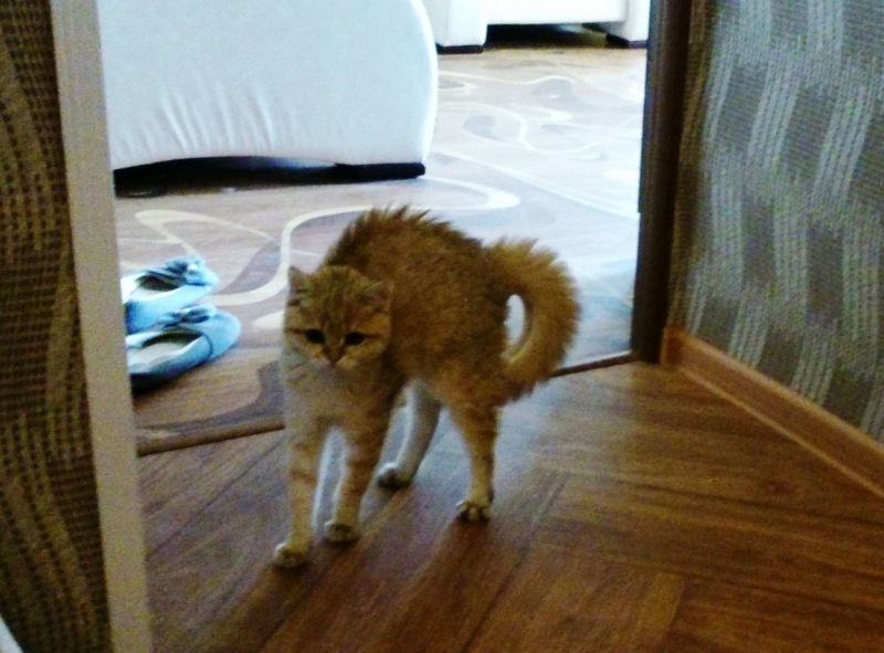 поговорим о кошках