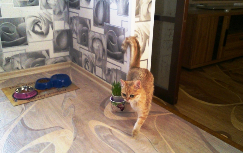 поговорим о кошках