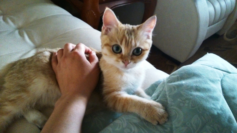 поговорим о кошках