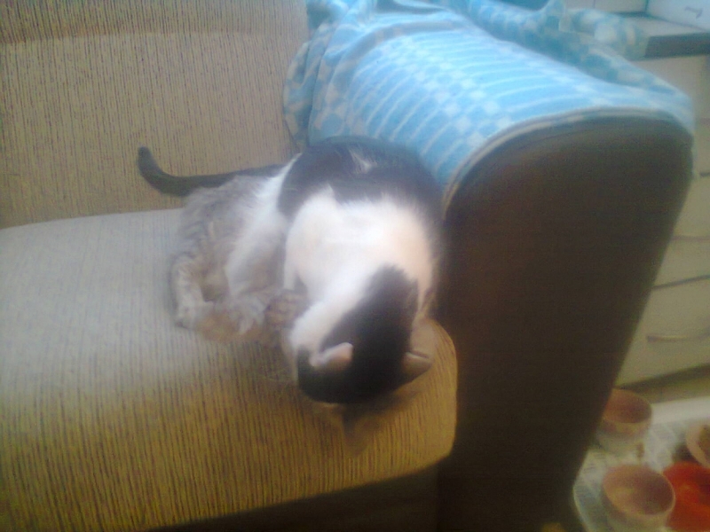 поговорим о кошках