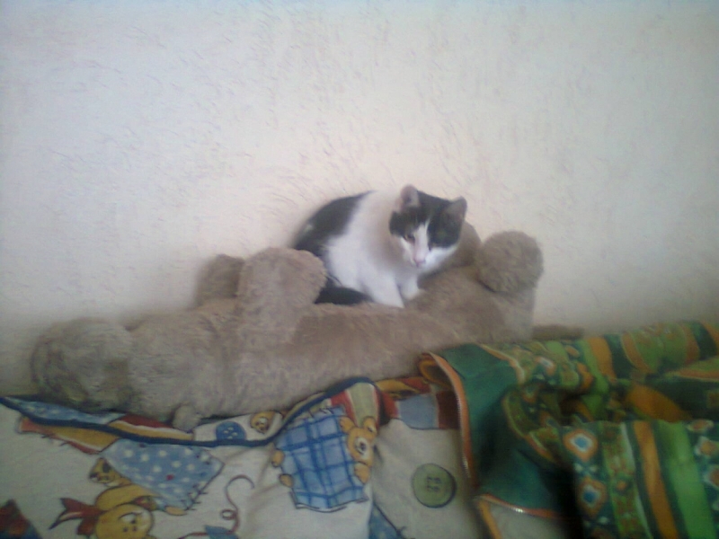 поговорим о кошках