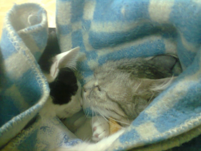 поговорим о кошках