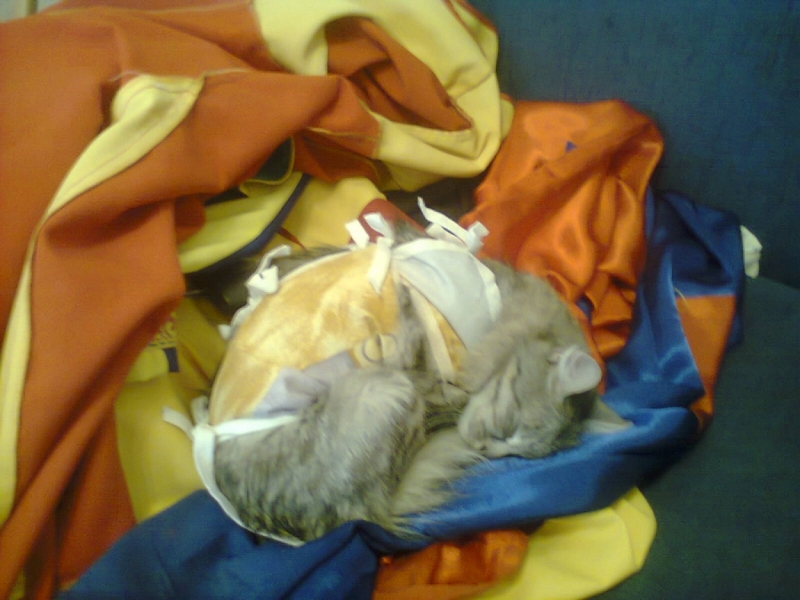 поговорим о кошках