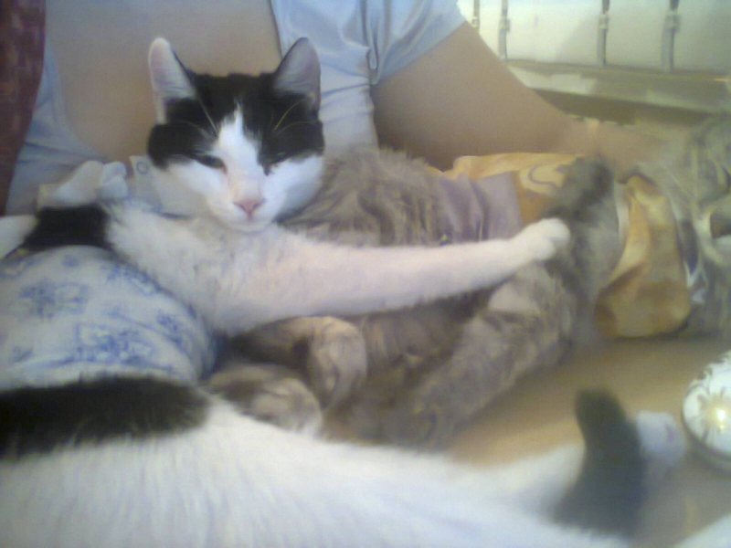 поговорим о кошках