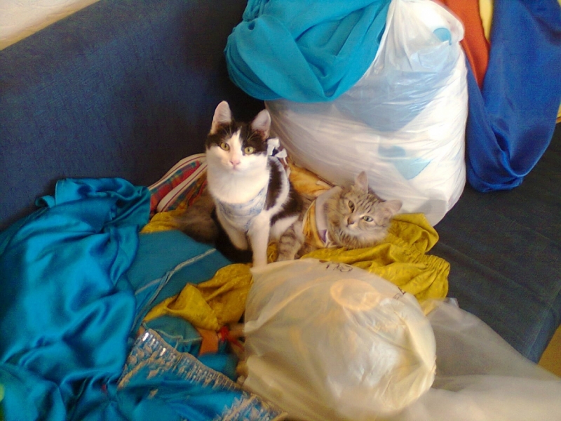 поговорим о кошках