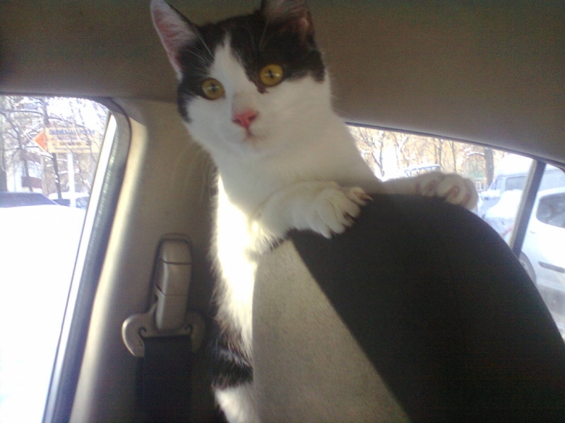 поговорим о кошках