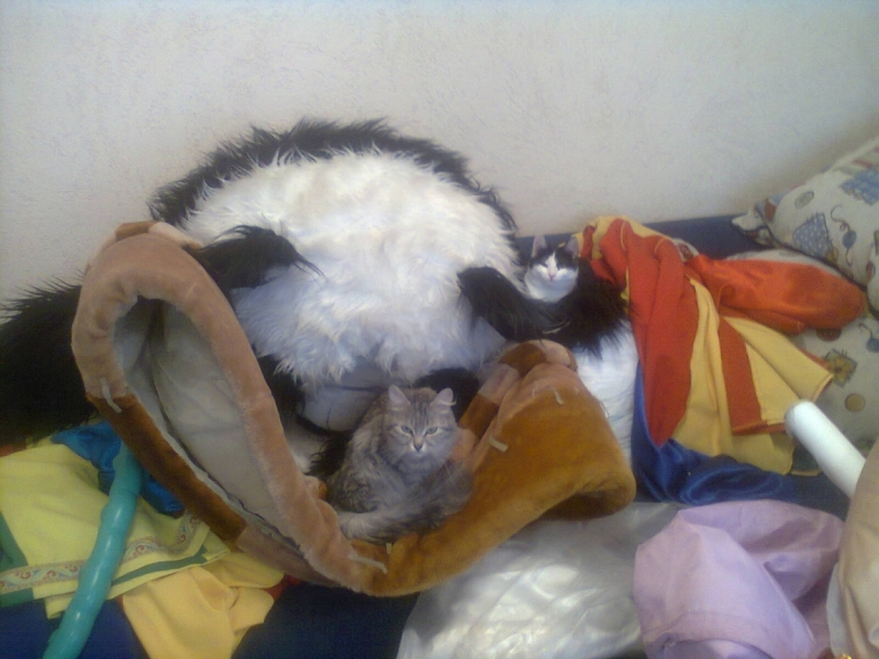 поговорим о кошках