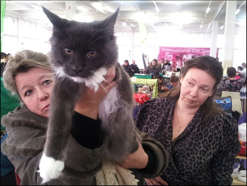 поговорим о кошках