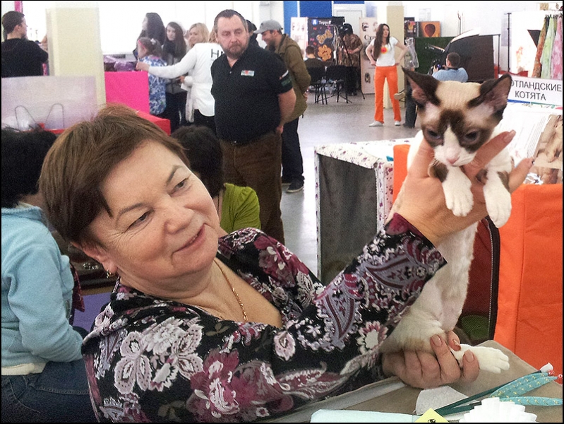 поговорим о кошках