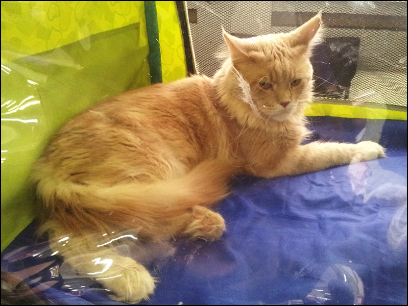 поговорим о кошках