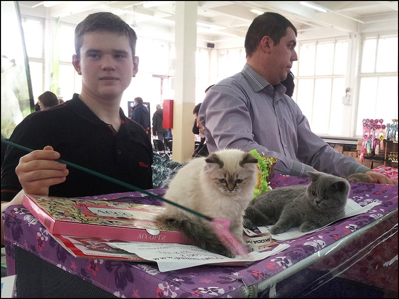 поговорим о кошках