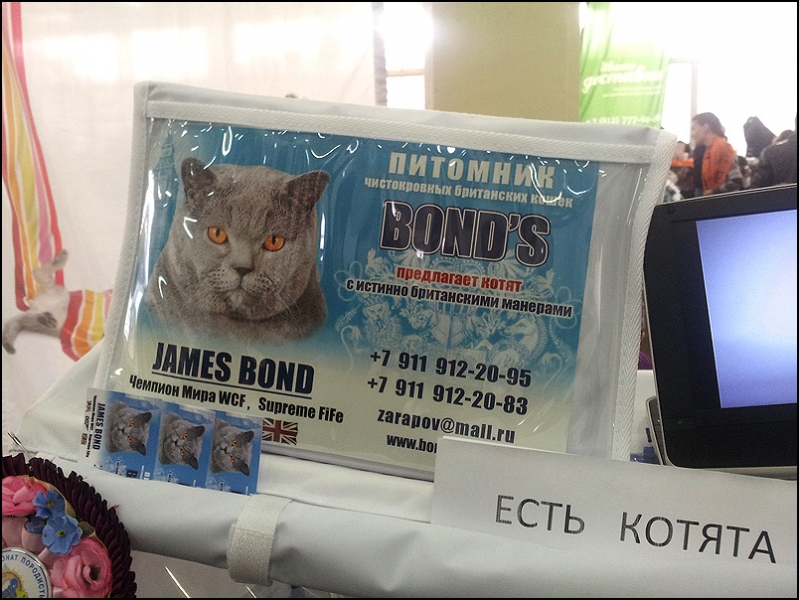 поговорим о кошках