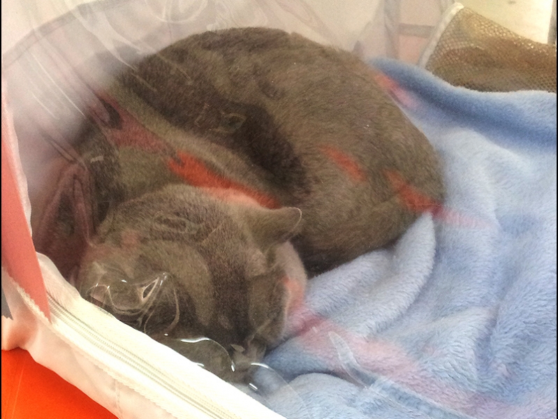 поговорим о кошках