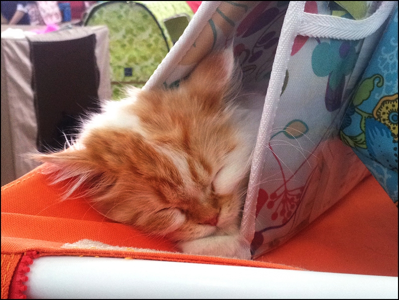 поговорим о кошках