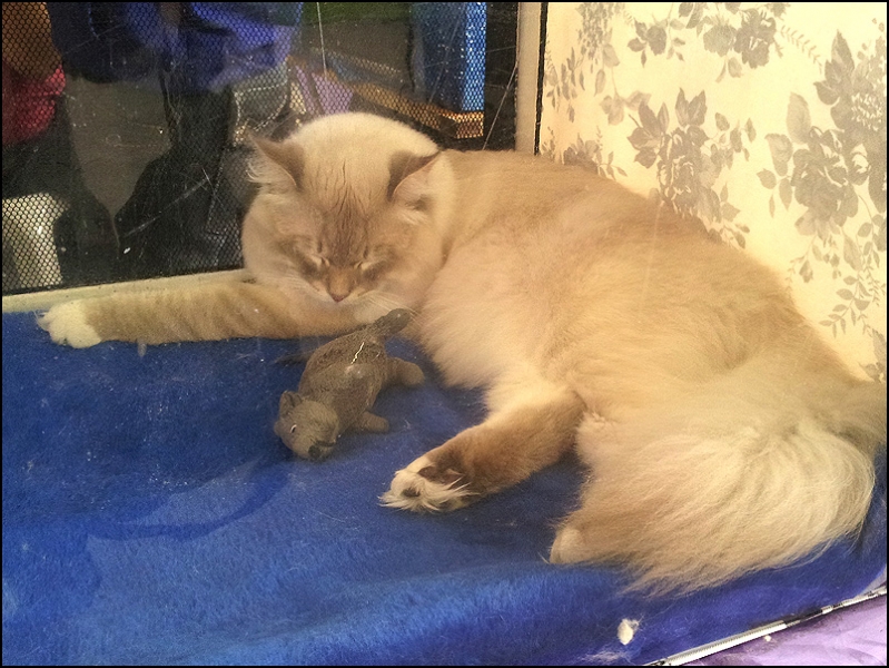 поговорим о кошках