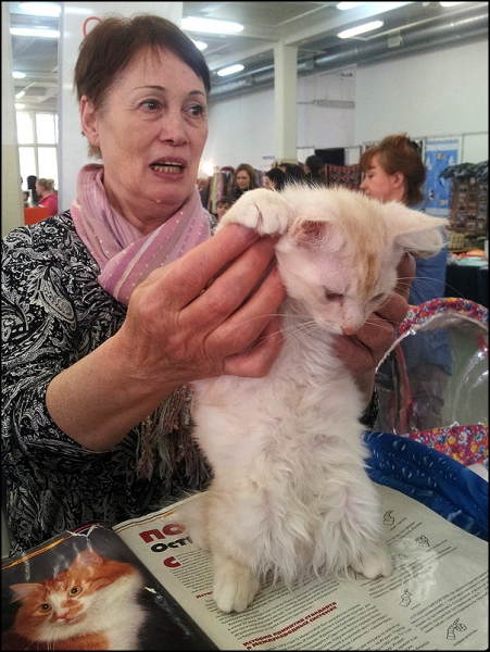 поговорим о кошках